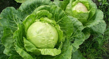 Nuance použití různých typů hnojiv pro krmení zelí na otevřeném poli